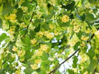 shutterstock_2103639773_linden flowers_liepziedi.jpg