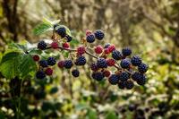 bramble-1687348_1920_ezevik.jpg