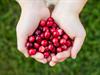 Shutterstock_2208425641_cranberries_dzērvenes.jpg