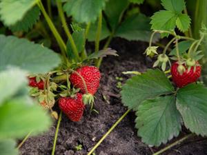 Shutterstock_2478360633_strawberries_zemenes.jpg