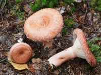 Shutterstock_1550548460_woolly milkcap_parastais vilnītis (1).jpg