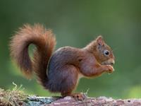 Shutterstock_149895794_squirrel_vāvere.jpg