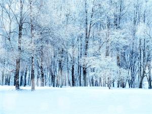 Shutterstock_2523628201_winter forest_ziemas mežs (1).jpg