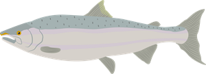 lasis.png