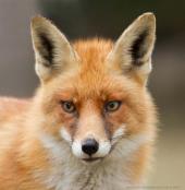 fox-14.jpg