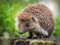Shutterstock_1470685724_hedgehog_ezis.jpg