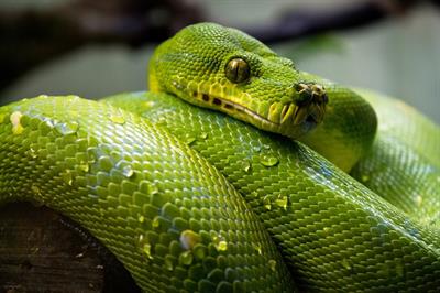 python-pix.jpg
