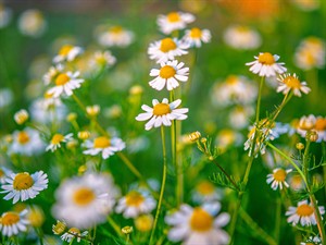shutterstock_2597523637_chamomile_kumelītes.jpg