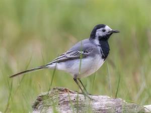 Shutterstock_2299098145_white wagtail_cielava.jpg