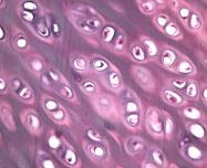 hyaline_cartilage1.jpg