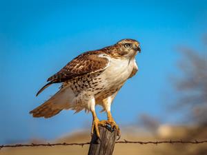 Shutterstock_1676449384_hawk_vanags.jpg