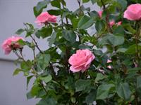 Shutterstock_2551907209_rose bush_rožu krūms.jpg