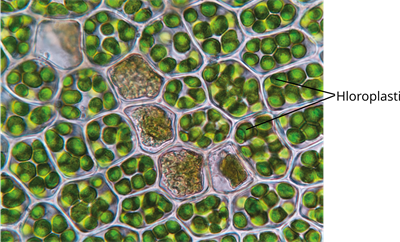 YCUZD_241119_6778_24_lab.png