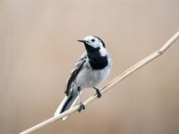 shutterstock_1585384837_white wagtail_baltā cielava.jpg
