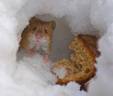 mouse-in-his-winter-cave.jpg