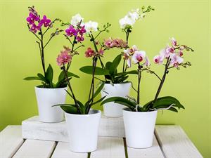 orchids-595242_1920.jpg