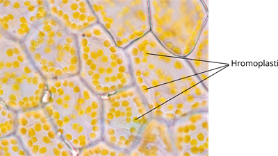 YCUZD_241119_6778_23_lab.png
