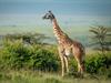 Shutterstock_1939698940_giraffe_žirafe.jpg