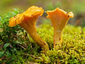 shutterstock_1901625766.jpg