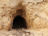 shutterstock_2349722039_fox den_lapsas ala.jpg