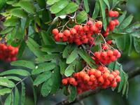 Shutterstock_2501424021_rowan_pīlādzis.jpg