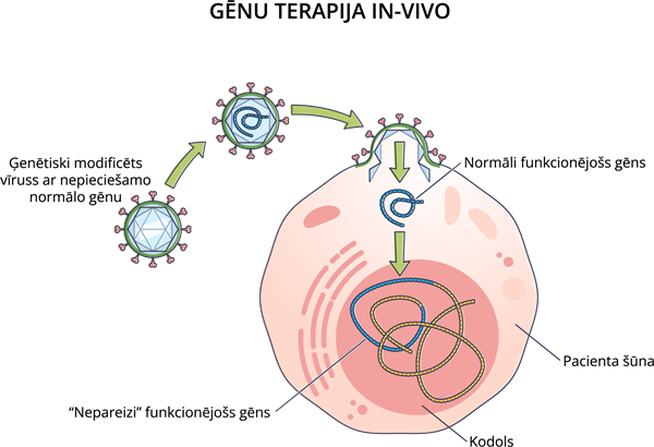 YCUZD_230914_5549_gēnu terapija IN-VIVO.png