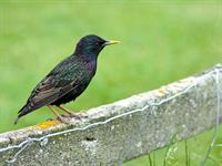 shutterstock_2305870233_starling_strazds.jpg