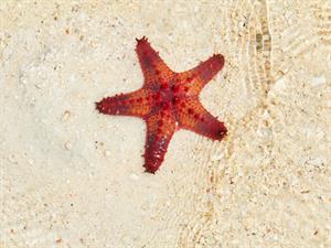 Shutterstock_1618235614_starfish_jūras zvaigzne.jpg