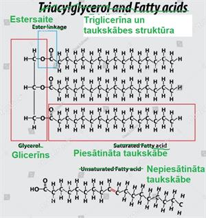 triglicerīns.JPG