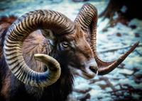 horn pix.jpg