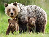 Shutterstock_1725069664_mother bear with kids_lācene ar bērniem (2).jpg