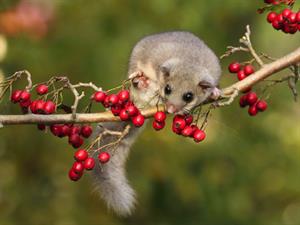 Shutterstock_1884008122_dormouse_lielais susuris.jpg