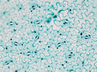 Shutterstock_544868278_leaf epidermis_lapas epiderma.jpg