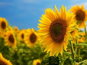 Shutterstock_2458376521_sunflowers_saulespuķes.jpg