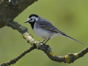 Shutterstock_509135917_white wagtail_baltā cielava.jpg