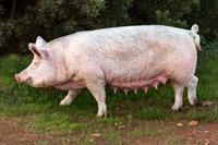 pig-pix.jpg