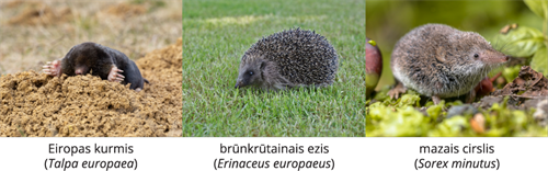 YCUZD_241206_6873_Dzivn_sist_7.png