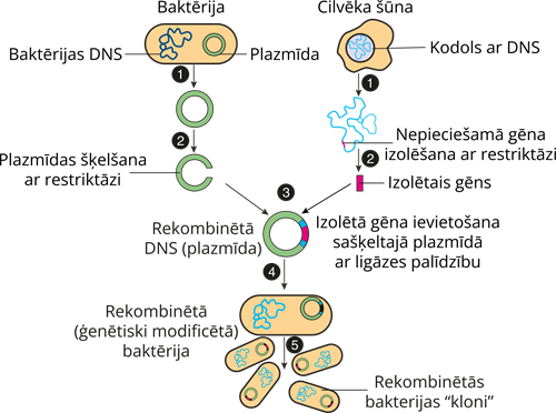 YCUZD_230914_5549_baktērijas DNS rekombinācija_lab.png