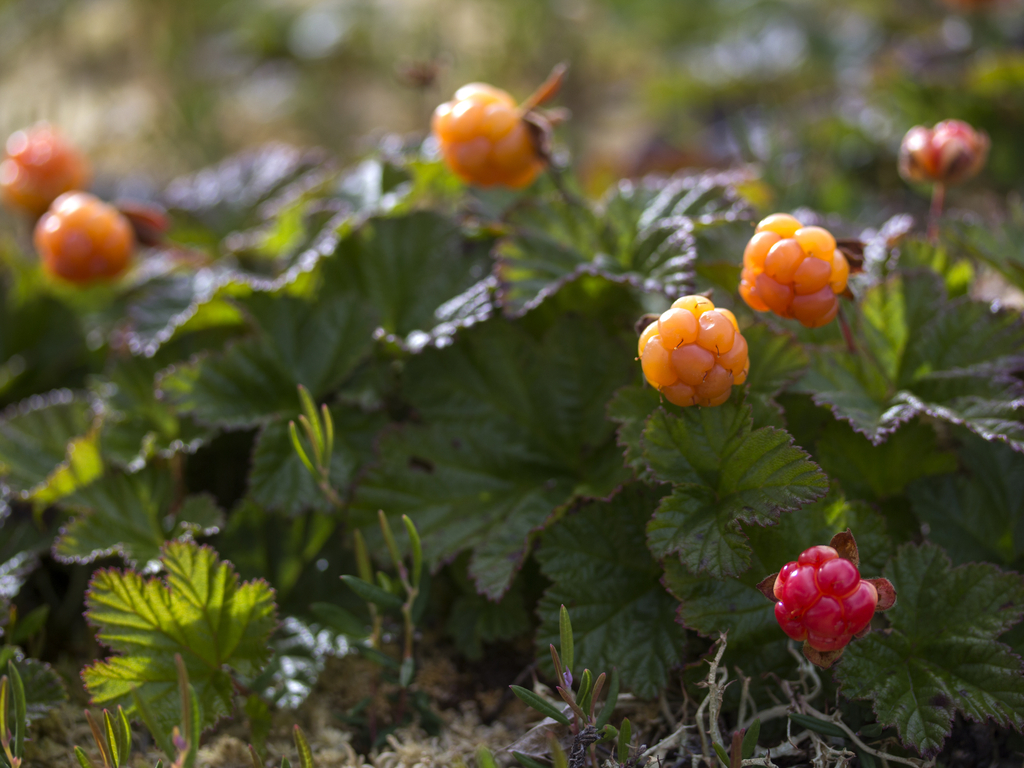 Лесные ягоды