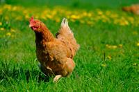 hen pix.jpg