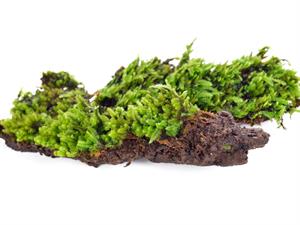 Shutterstock_1399400669_moss_sūnas.jpg
