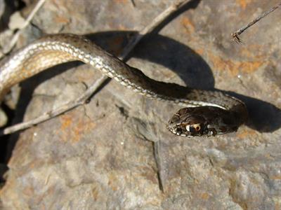 smooth snake pix.jpg