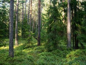 Shutterstock_2244633881_forest_mežs.jpg