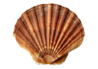 sea-1162744_960_720.png