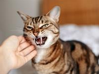 Shutterstock_1689073840_angry cat_dusmīgs kaķis.jpg