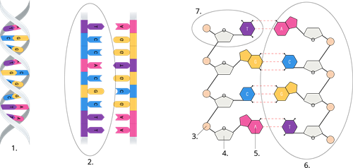 YCUZD_230914_5549_DNS struktūra_ar cipariem_4.png