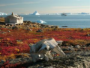 Greenland_scoresby-sydkapp2_hg.jpg