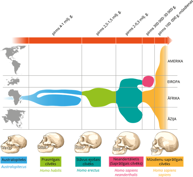 YCUZD_240805_6505_cilvēka evolūcija.png