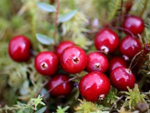 Shutterstock_2079933316_cranberries_dzērvenes (1).jpg