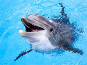 Shutterstock_547308685_dolphin_delfīns.jpg